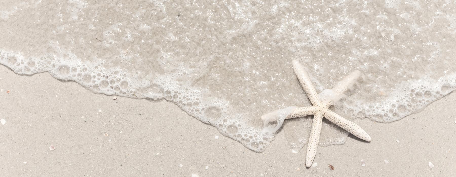 a starfish on the sand