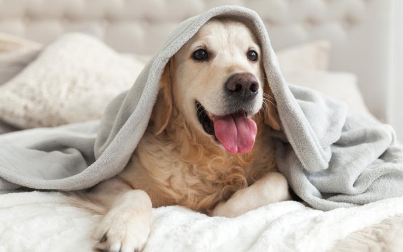 a dog wrapped in a blanket