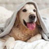 a dog laying on a bed with a blanket